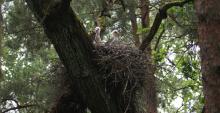 Zapraszamy na transmisję online z gniazda bociana czarnego w Nadleśnictwie Wolsztyn