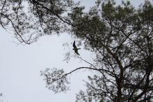 Pierwszy w historii lęg sokoła wędrownego w Nadleśnictwie Wolsztyn