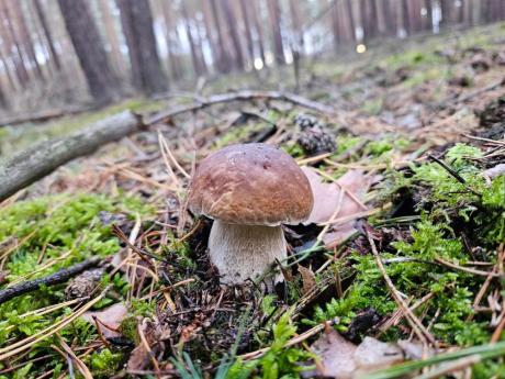 Zaproszenie na grzybobranie