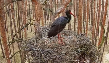 Zapraszamy na nową transmisję online z gniazda bociana czarnego w Nadleśnictwie Wolsztyn